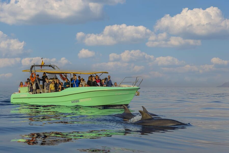 From Alcudia: Sunrise Dolphin Watching Boat Tour - Port time: safety briefing, sailing out, and why it sets the tone