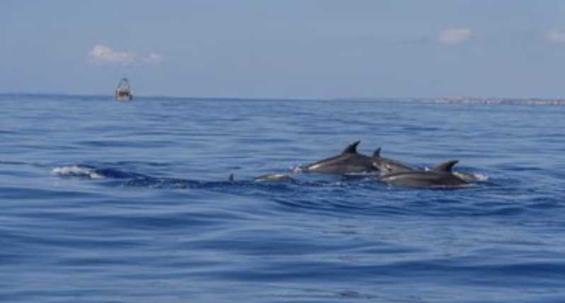 From Can Picafort: Dolphin Watching and Cave Boat Trip - Key Points Before You Go