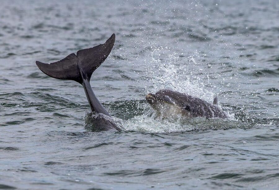 From Can Picafort: Dolphin Watching and Cave Boat Trip - FAQ