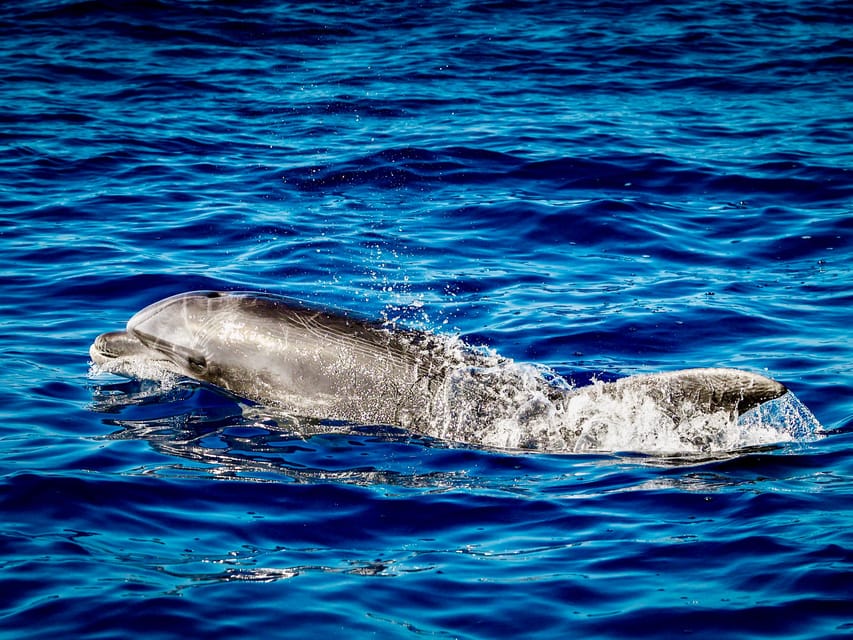 From Can Picafort: Dolphin Watching and Cave Boat Trip - Who This Boat Trip Fits Best, and Who Should Skip It