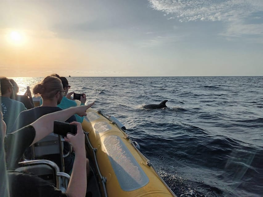 From Can Picafort: Dolphin Watching and Cave Boat Trip - Should You Book This Dolphin Watching and Cave Boat Trip?