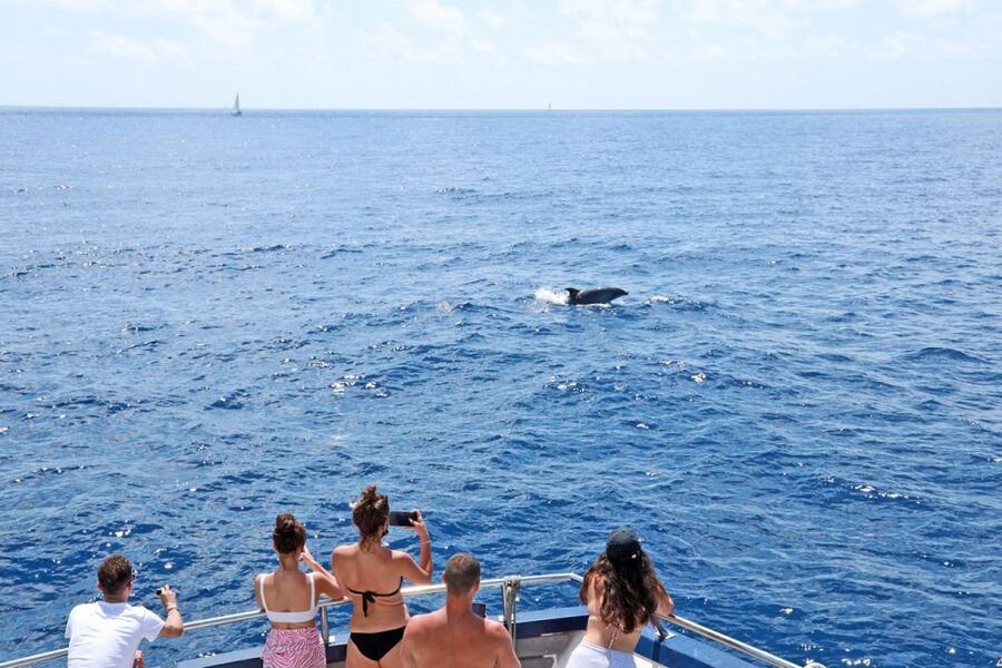 From Paguera: Dolphin Watching Cruise in a Glass-Bottom Boat - Getting to Playa Tora Jetty and Staying On Schedule