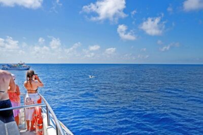 From Paguera: Dolphin Watching Cruise in a Glass-Bottom Boat