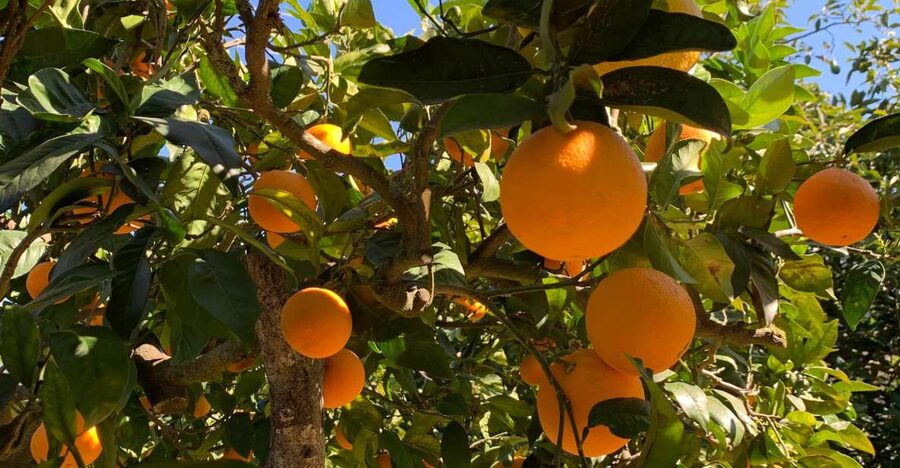 From Palma: Soller valley walk and picnic in orange farm - Leaving town behind: Calle Luna to the valley lanes