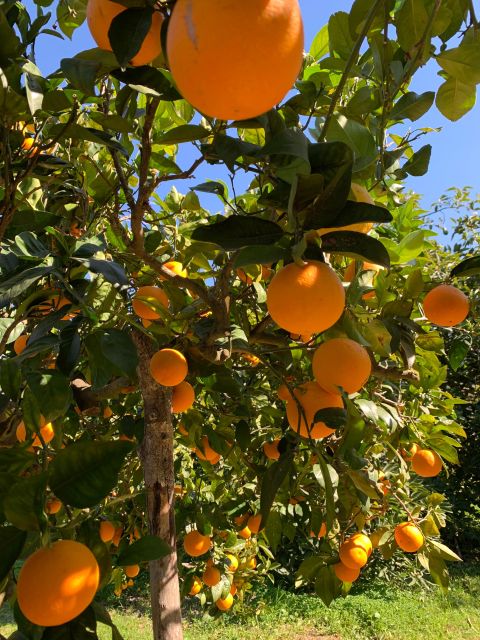 From Palma: Soller valley walk and picnic in orange farm - Orange farm life: what you’ll learn and what you’ll eat