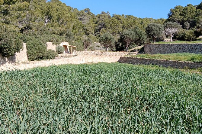 Guided Kayak & Hike from Sant Elm to Sa Dragonera - Beginner-friendly kayaking that still feels fun