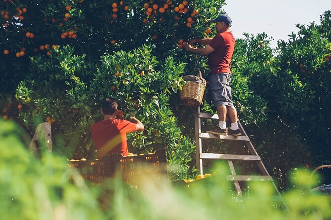 Guided Tasting Tour in 16th century House and Olive Oil Factory - The Orange Connection: Why Their Juice and Jam Feel Extra Personal