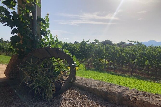 Guided tour of Butxet winery - Getting there at Carretera de Muro a Can Picafort Km 330 (and back)