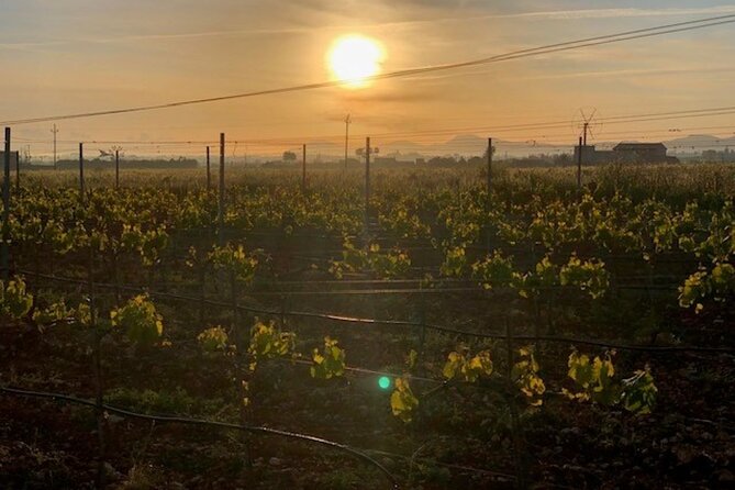 Guided tour of Butxet winery - Should you book the Guided Tour of Butxet Winery?