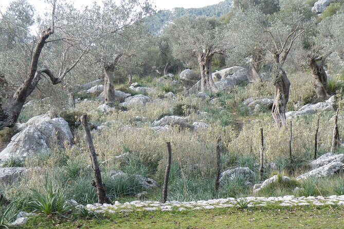 Half-Day Mountain Bike Experience to Serra de Tramuntana, - Who this tour fits best (and who should skip it)