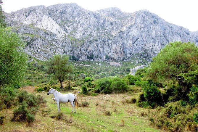Hiking Private Tour in Pollensa - Alcúdia and Formentor: A Route That Mixes Town Energy With Trail Time