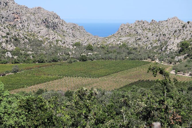 Historic Tour in Pollensa Market and Lluc Monastery - Price and Value: What $43.54 Buys You Here