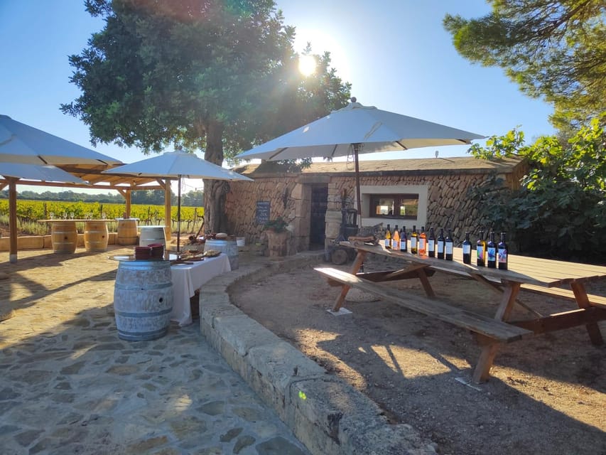 Llucmajor: Bodegas Bordoy Wine Tour - The guided walk: production room, barrel room, and vineyards