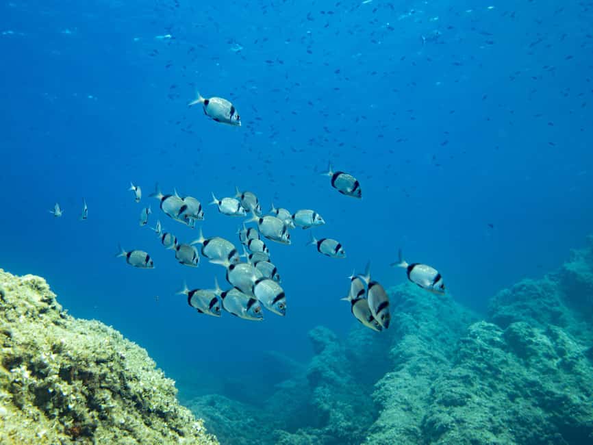 Mallorca: Adventure Diving (without a license - in the quiet off-season) - Key Highlights You’ll Care About