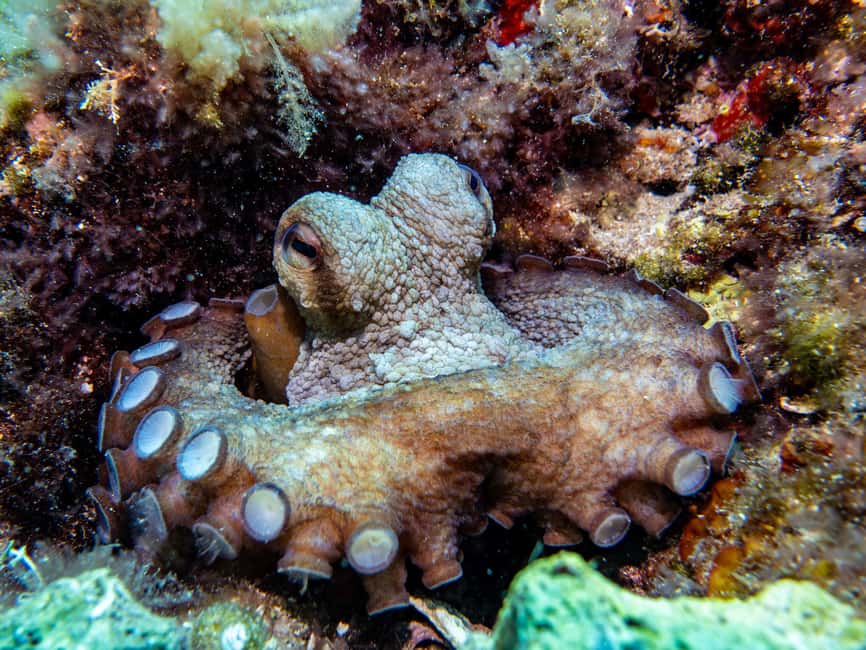 Mallorca: Adventure Diving (without a license - in the quiet off-season) - From Av. del Mal Pas to the Sea: How the Morning Flows