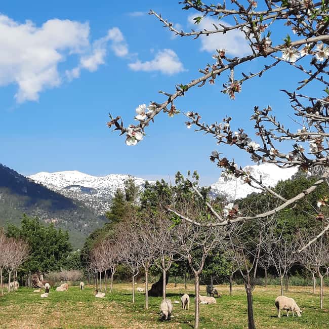 Mallorca: Almond Blossom Minivan Tour - GERMAN GUIDE - Key things to know before you go