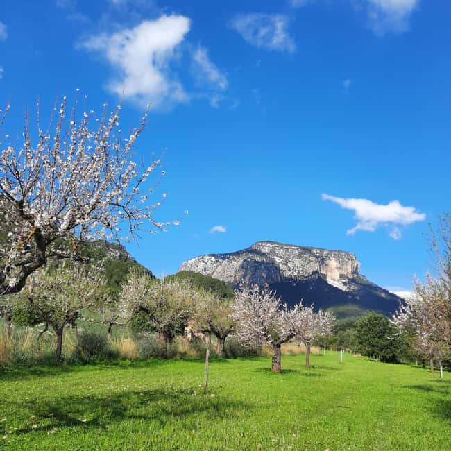 Mallorca: Almond Blossom Minivan Tour - GERMAN GUIDE - Why Mallorca’s almond blossoms work so well in a half-day