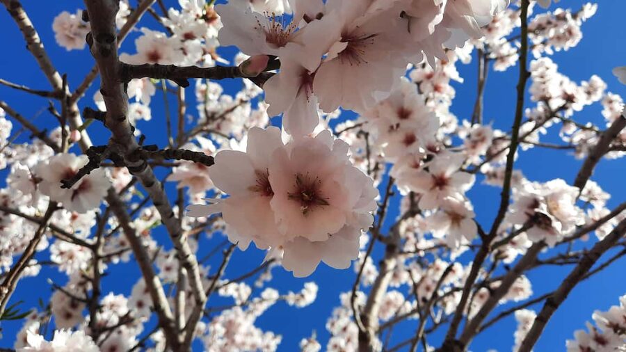 Mallorca: Almond Blossom Minivan Tour - GERMAN GUIDE - Photo stops among almond fields: how to get the shots you came for