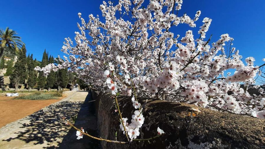 Mallorca: Almond Blossom Minivan Tour - GERMAN GUIDE - The guided story segment: what you learn beyond the trees