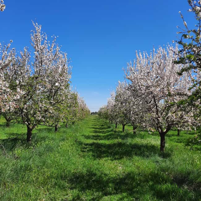 Mallorca: Almond Blossom Minivan Tour - GERMAN GUIDE - The minivan route: timing, pickup zones, and what the drives feel like