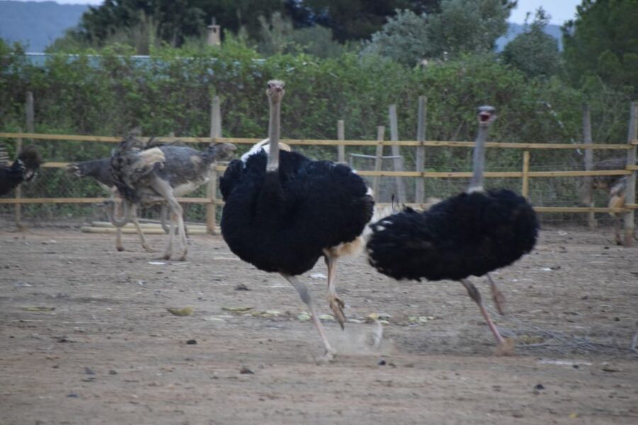 Mallorca: Artestruz - Ostrich Farm Ticket Entrance - Feeding and Touching: The Hands-On Part People Remember
