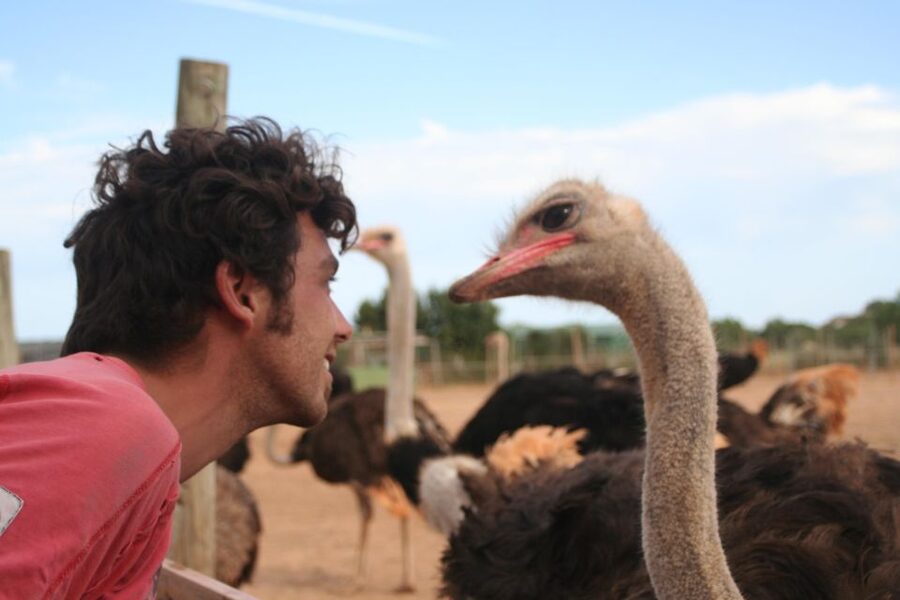 Mallorca: Artestruz - Ostrich Farm Ticket Entrance - Learning on Site: Evolution, Abilities, and Behavior