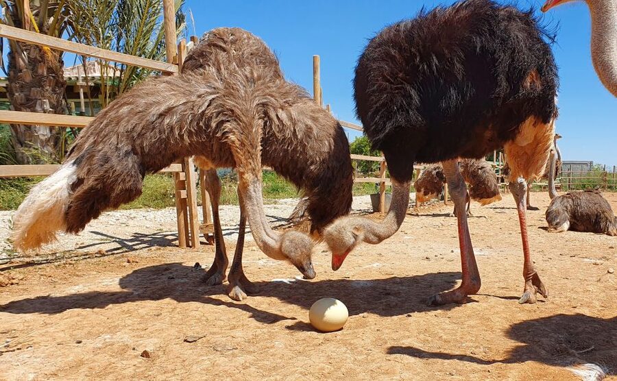 Mallorca: Artestruz - Ostrich Farm Ticket Entrance - The Giant Fried Ostrich Egg: A Fun Bonus, Subject to Availability
