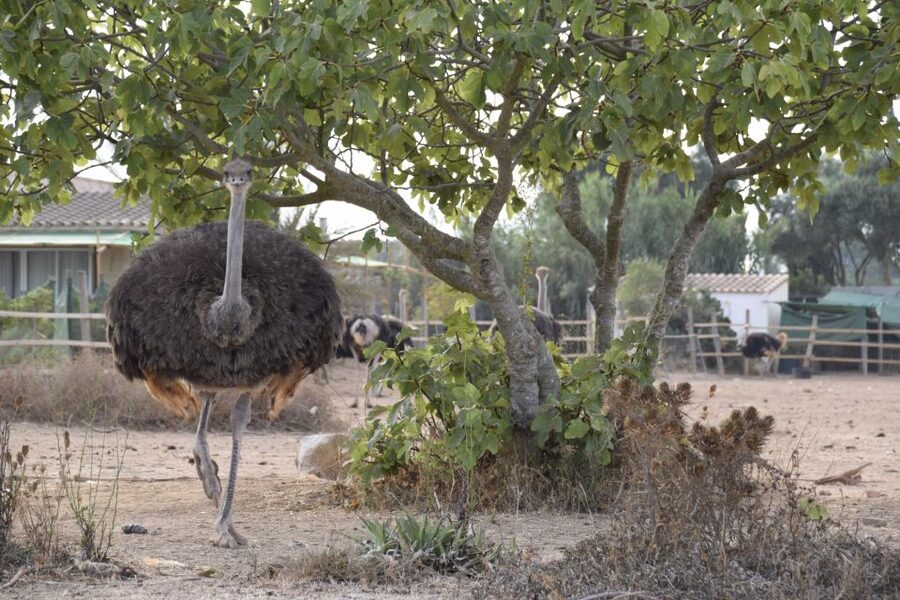 Mallorca: Artestruz - Ostrich Farm Ticket Entrance - Price and Value: What You Get for About $20