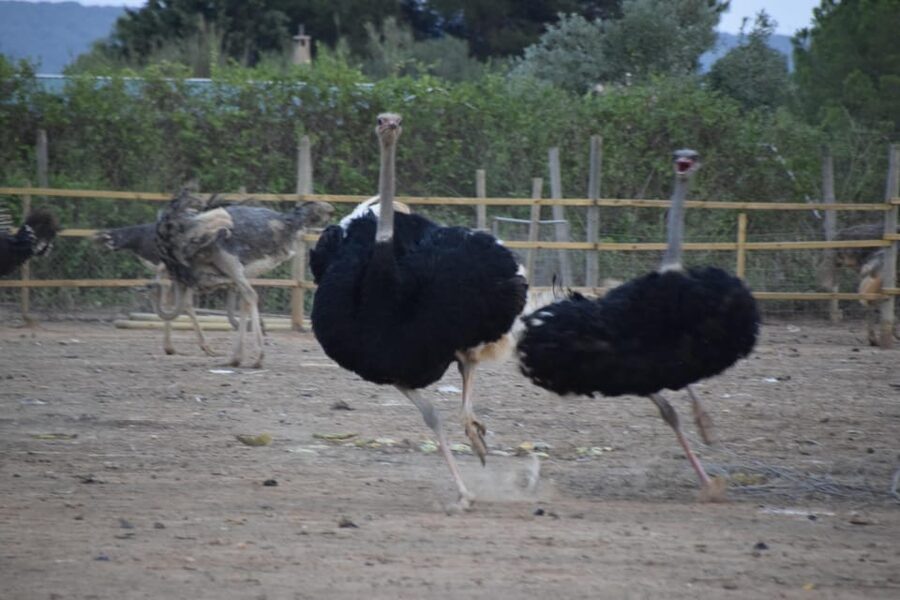 Mallorca: Artestruz - Ostrich Farm Ticket Entrance - Pace, Ground Conditions, and the One Enclosure Feel