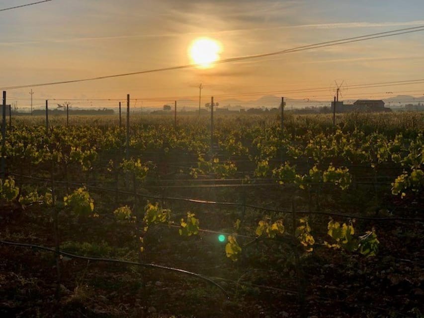 Mallorca: Bodega Butxet Vineyards & Winery Tour with Tasting - The 1-hour tasting: how to enjoy four wines with tapas