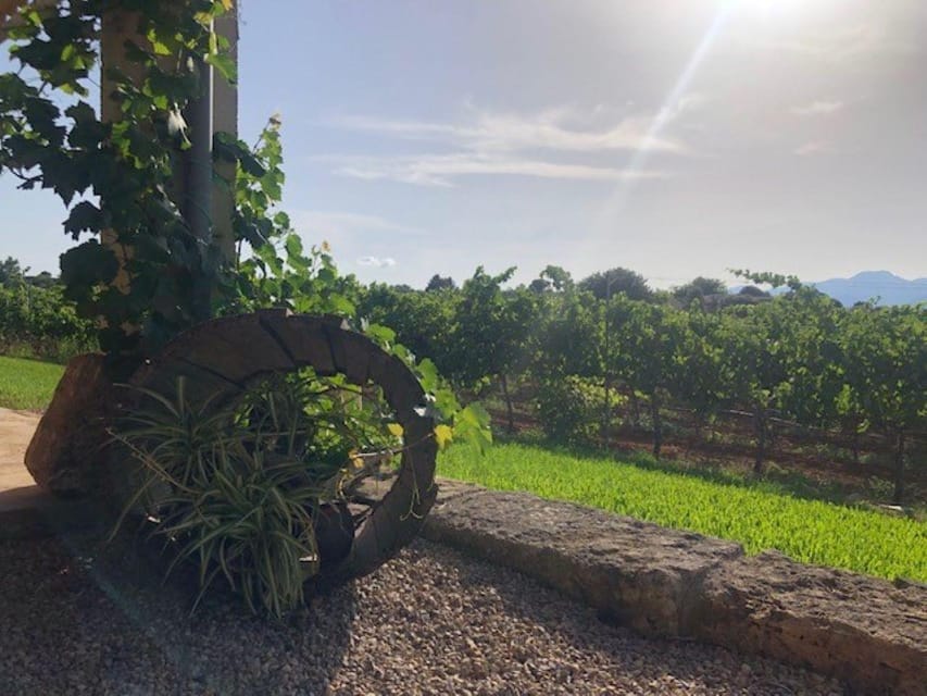 Mallorca: Bodega Butxet Vineyards & Winery Tour with Tasting - Pricing and value: why about $26 feels fair here