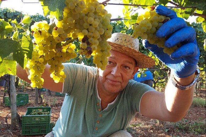 Mallorca Bodega & Olive Minibus Tour incl. Pick-up South Coast - Quick hits before you go