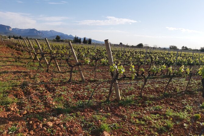 Mallorca Bodega & Olive Minibus Tour incl. Pick-up South Coast - Guides make the tour: Joe, Alex, Maria, and Sebastian as examples of the best energy