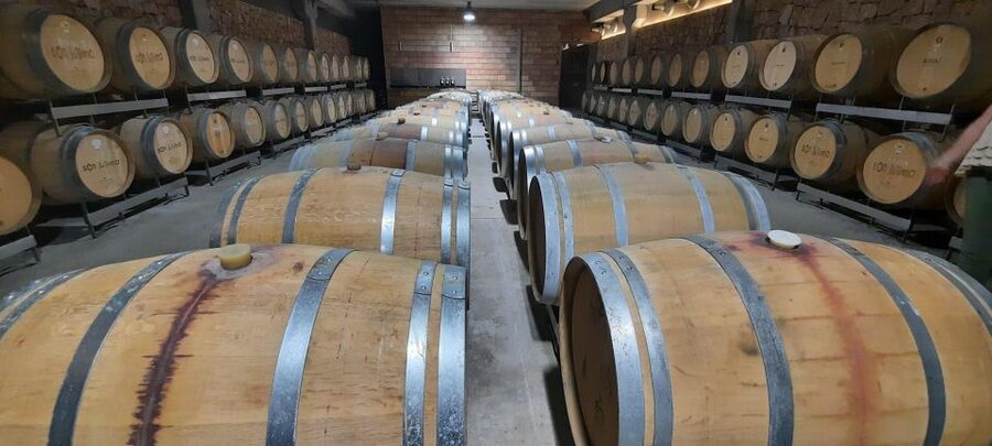 Mallorca: Bodega & Olives Minibustour with wine/oil tasting - Timing, Comfort, and What to Bring for a Smooth Day