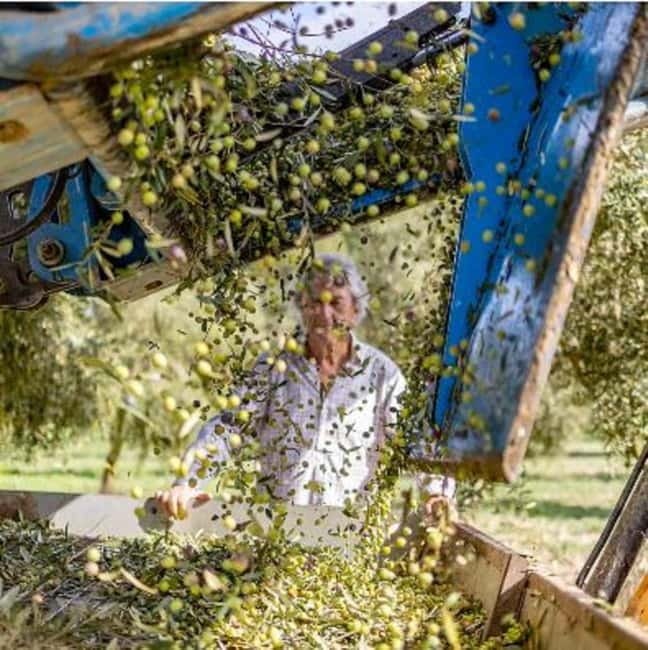 Mallorca: Bodega & Olives Minibustour with wine/oil tasting - Why This Mallorca Wine and Olive Oil Day Feels More Like a Lesson Than a Show