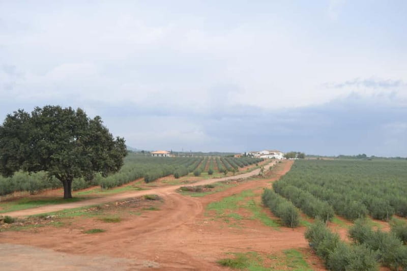 Mallorca: Bodega & Olives Minibustour with wine/oil tasting - The Minibus Drive: Vineyards, Small Towns, and a Planned Rhythm