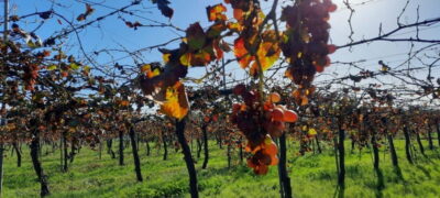 Bodega & Olives Minibustour with wine/oil tasting