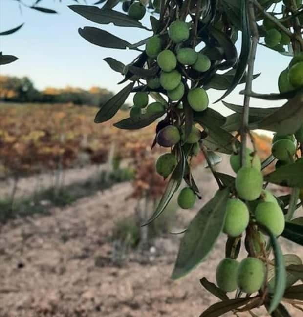 Mallorca: Bodega & Olives Minibustour with wine/oil tasting - Wine and Tapas Pairing: How to Get More From Every Sip