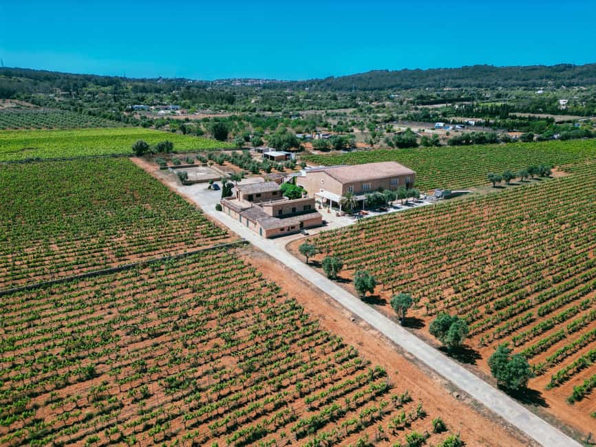 Mallorca: Bodegas Ángel Winery Tour with Wine Tasting - Guide quality matters more than people think