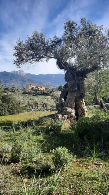 Mallorca: Cap & Cava - Minibus Tour to Formentor - GERMAN - Should You Book This Cap & Cava Tour?