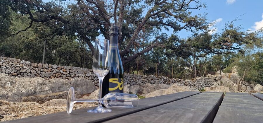 Mallorca: Cap & Cava - Minibus Tour to Formentor - GERMAN - Getting To Cap de Formentor, Without Rushing Your Feet
