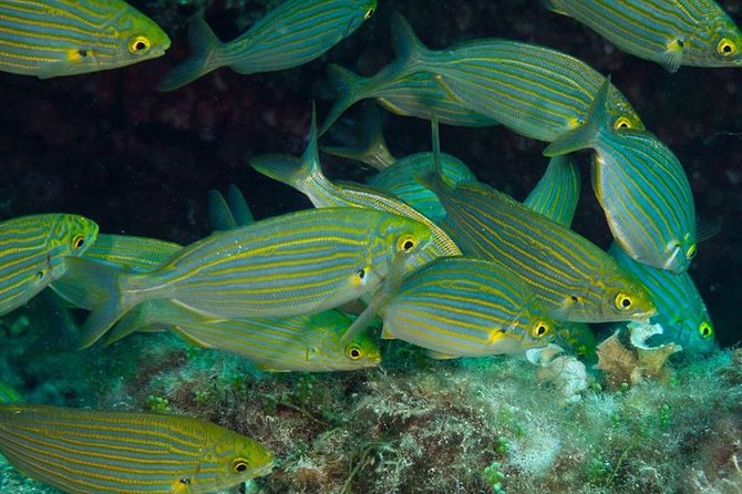 Mallorca: Discover Scuba Diving from the beach - What You’ll Do During the 2-Hour Session