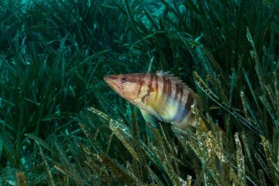 Discover Scuba Diving from the beach