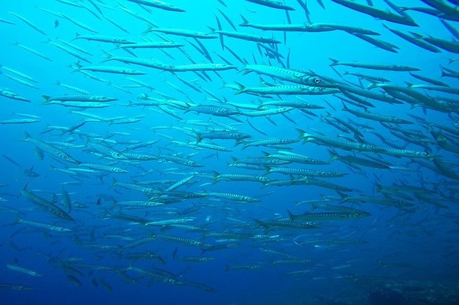 Mallorca: Discover Scuba Diving from the boat - Discover Scuba Mallorca from the boat: what you sign up for