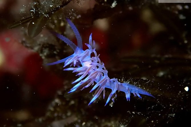 Mallorca: Discover Scuba Diving from the boat - Small-group attention: why the cap matters on a first scuba day