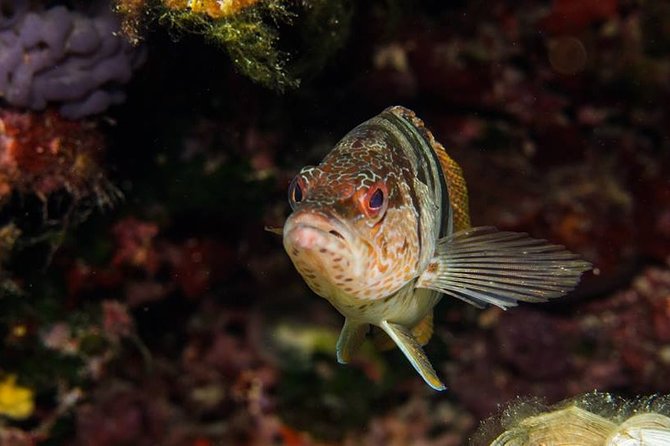 Mallorca: Discover Scuba Diving from the boat - Equipment and insurance: included benefits, plus a smart check