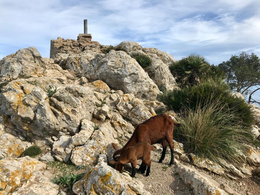 Mallorca: Hiking Adventure on the Alcúdia Peninsula - Pine forests, rocky paths, and those “wait, look at that” climbs