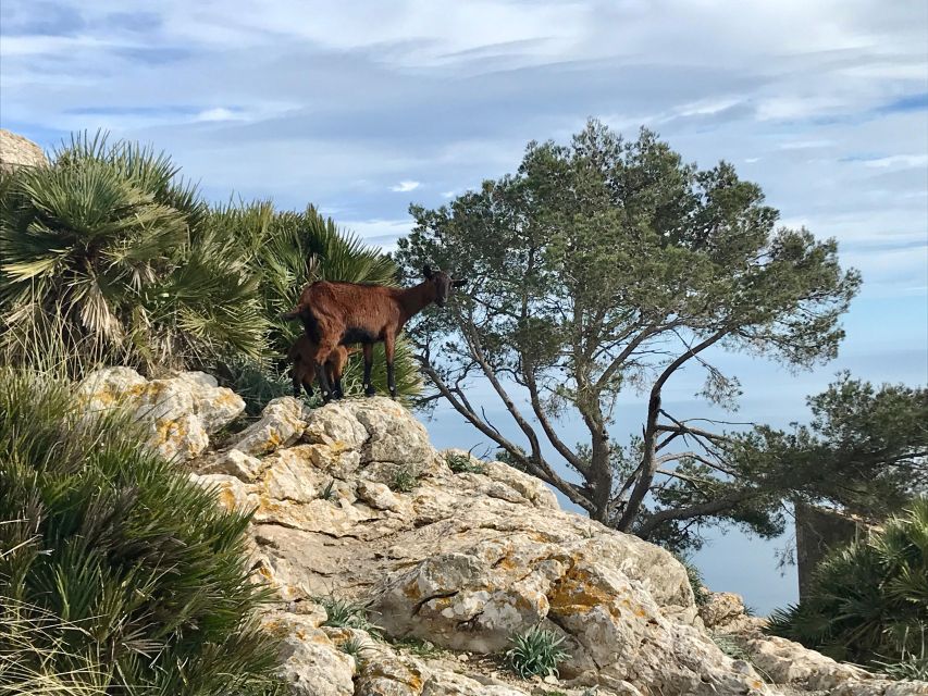 Mallorca: Hiking Adventure on the Alcúdia Peninsula - Alcúdia Peninsula viewpoints: the coastline you came for