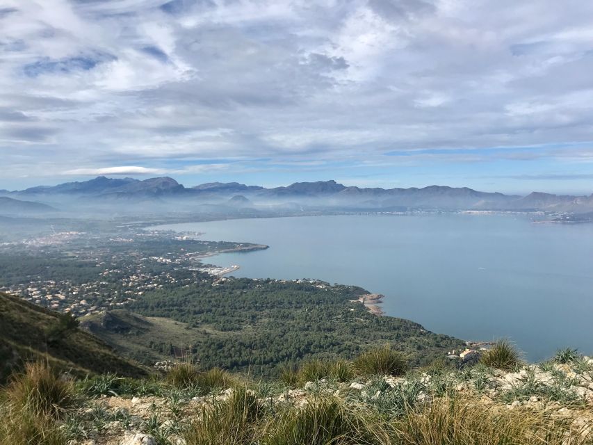 Mallorca: Hiking Adventure on the Alcúdia Peninsula - Wildlife, plants, and geology: how the guide turns a walk into a lesson