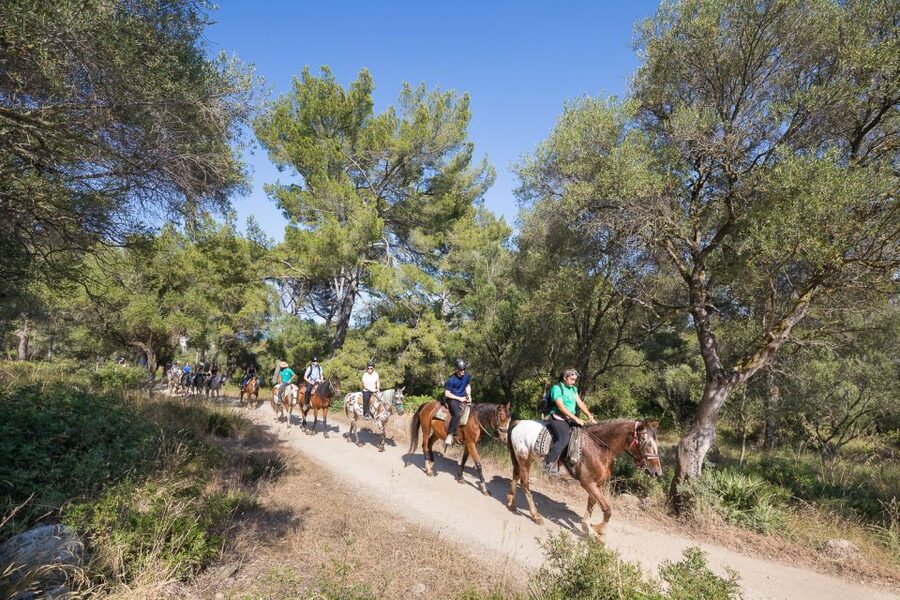 Mallorca: Horseback Riding Excursion and Wine Tasting - The ranch tasting at Ses Roques: wines, cheeses, and stories you can actually use